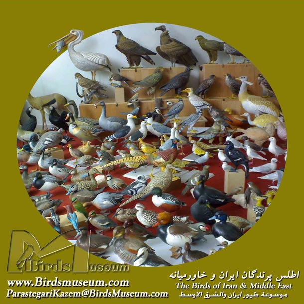 اطلس پرندگان ایران و خاور میانه The Birds of Iran and Middle East